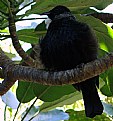 Picture Title - NZ Tui