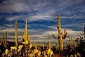 Picture Title - sun goes down on cactus