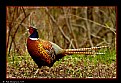 Picture Title - Ringneck Pheasant