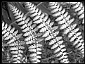 Picture Title - Ferns