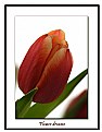 Picture Title - Flower dreams Tulip