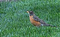 Picture Title - American robin