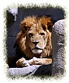 Picture Title - King of Beasts