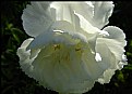 Picture Title - White Carnation