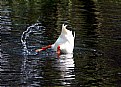 Picture Title - Goose... diver