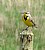 Western Meadowlark 2