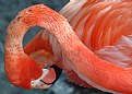 Picture Title - Flamingo