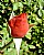 Rose Bud