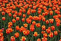 Picture Title - Carpet of Tulips