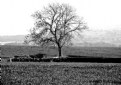 Picture Title - Lonely Tree