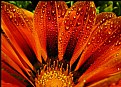 Picture Title - Firey Dew Drops