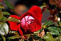 Picture Title - Red Rose