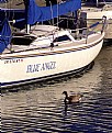 Picture Title - Boat & Goose