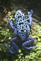 Picture Title - Blue Frog