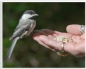 Picture Title - Chickadee 6