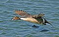 Picture Title - Northern Pintail