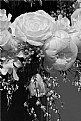 Picture Title - Luminous White Bouquet