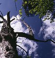 Picture Title - Dead tree