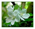 Picture Title - Apple Blossoms II