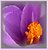 Crocus