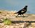 Red-Winged Blackbird