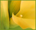 Picture Title - Yellow Callas