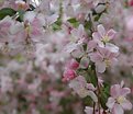 Picture Title - Weeping Cherry