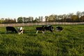 Picture Title - Cows