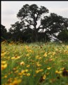 Picture Title - Old Oak Tree