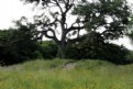 Picture Title - Old Oak Tree II