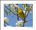Picture Title - Yellow Warbler Beauty
