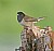 Dark-eyed Junco