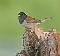 Picture Title - Dark-eyed Junco