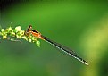 Picture Title - Damsel fly-2