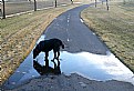 Picture Title - Temporary Water Dish