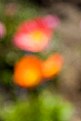 Picture Title - floral varietals