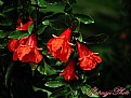 Picture Title - Pomegranate's Flowers