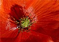 Picture Title - eye of the poppy