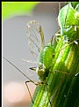 Picture Title - Aphids