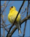 Picture Title - Male Goldfinch