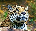 Picture Title - Jaguar