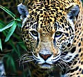 Picture Title - Jaguar