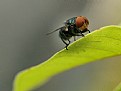 Picture Title - The Fly