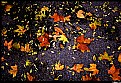 Picture Title - Fallen Leaves