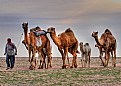 Picture Title - Arabian convoy