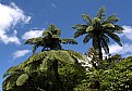 Picture Title - Big ferns