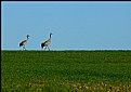 Picture Title - Landscape with cranes...