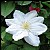 White Clematis