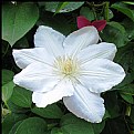 Picture Title - White Clematis