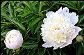 Picture Title - White peony